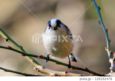 愛くるしい仕草で人気者の小さな白い鳥 エナガ 126292478