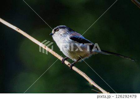 愛くるしい仕草で人気者の小さな白い鳥 エナガ 126292479