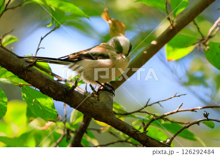 愛くるしい仕草で人気者の小さな白い鳥 エナガ 126292484