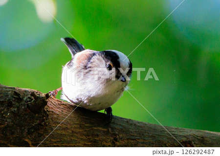 愛くるしい仕草で人気者の小さな白い鳥 エナガ 126292487