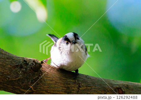 愛くるしい仕草で人気者の小さな白い鳥 エナガ 126292488