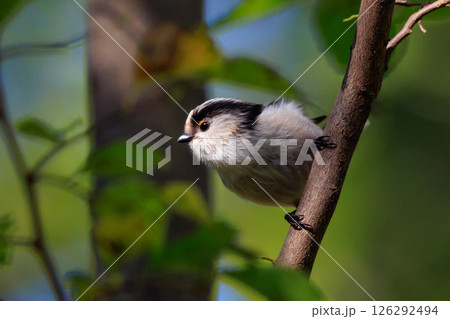 愛くるしい仕草で人気者の小さな白い鳥 エナガ 126292494