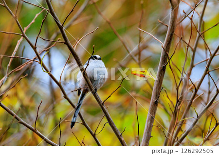 愛くるしい仕草で人気者の小さな白い鳥 エナガ 126292505