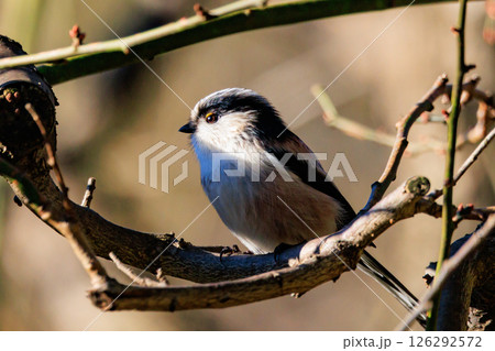 愛くるしい仕草で人気者の小さな白い鳥 エナガ 126292572