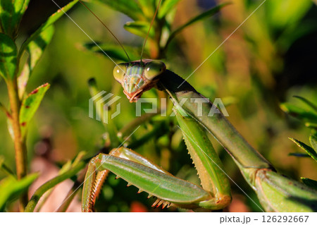 逆三角形の顔をしたハンター　カマキリ 126292667
