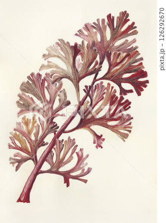 Illustration of medicinal plant Chondrus crispus. Illustration of generative AI 126292670