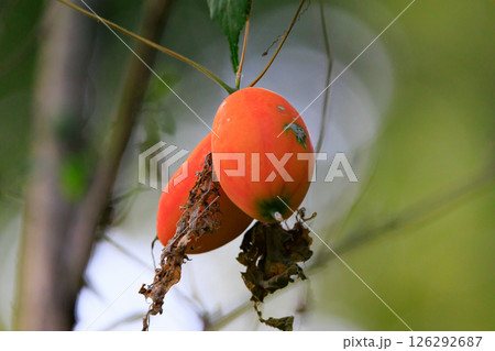 つる性で黄色の果実を持って雌雄同株の生薬としても利用されるキカラスウリ 126292687