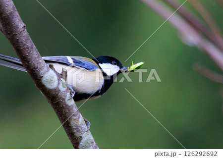 胸のネクタイが可愛らしい身近な野鳥 シジュウカラ 胸のネクタイが可愛らしい身近な野鳥 シジュウカラ 126292692