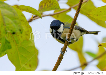 胸のネクタイが可愛らしい身近な野鳥 シジュウカラ 胸のネクタイが可愛らしい身近な野鳥 シジュウカラ 126292694