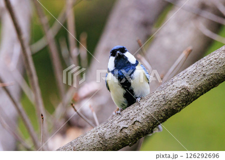 胸のネクタイが可愛らしい身近な野鳥 シジュウカラ 126292696
