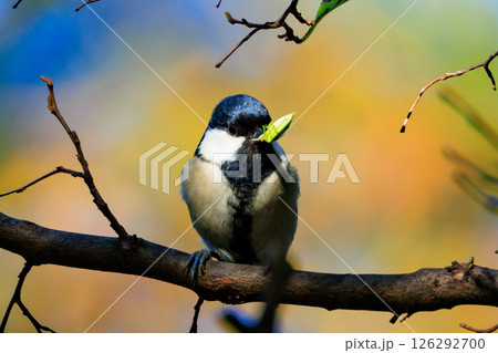 胸のネクタイが可愛らしい身近な野鳥 シジュウカラ 胸のネクタイが可愛らしい身近な野鳥 シジュウカラ 126292700