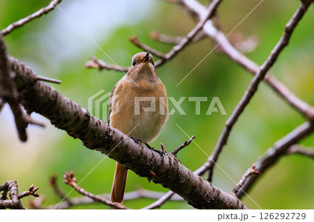 ジョビコの愛称で可愛らしい仕草が愛される冬鳥の ジョウビタキの雌 126292729