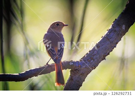 ジョビコの愛称で可愛らしい仕草が愛される冬鳥の ジョウビタキの雌 126292731