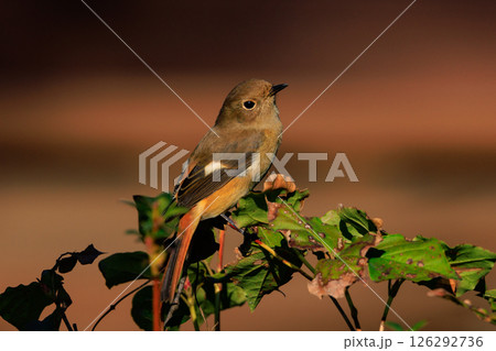 ジョビコの愛称で可愛らしい仕草が愛される冬鳥の ジョウビタキの雌 126292736