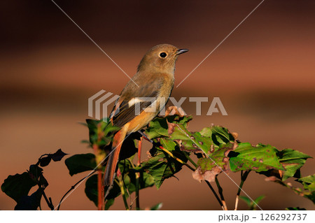 ジョビコの愛称で可愛らしい仕草が愛される冬鳥の ジョウビタキの雌 126292737