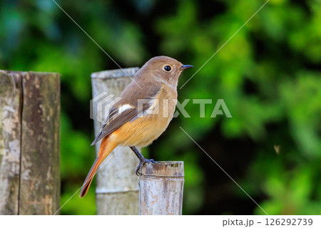 ジョビコの愛称で可愛らしい仕草が愛される冬鳥の ジョウビタキの雌 126292739