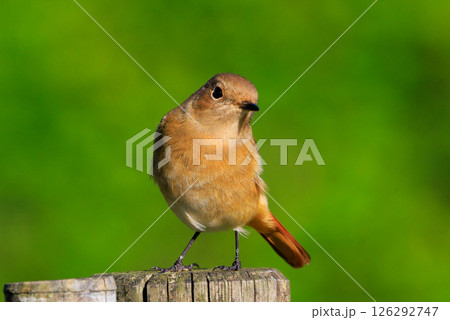 ジョビコの愛称で可愛らしい仕草が愛される冬鳥の ジョウビタキの雌 126292747