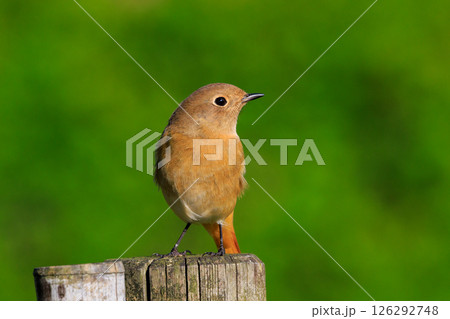 ジョビコの愛称で可愛らしい仕草が愛される冬鳥の ジョウビタキの雌 126292748