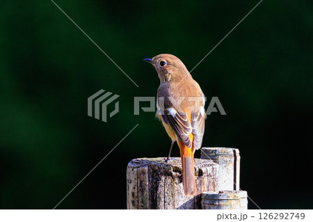 ジョビコの愛称で可愛らしい仕草が愛される冬鳥の ジョウビタキの雌 126292749