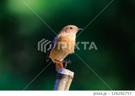 ジョビコの愛称で可愛らしい仕草が愛される冬鳥の ジョウビタキの雌 ジョビコの愛称で可愛らしい仕草が愛される冬鳥の ジョウビタキの雌 126292757