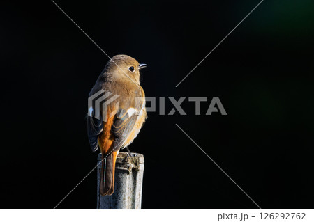 ジョビコの愛称で可愛らしい仕草が愛される冬鳥の ジョウビタキの雌 126292762