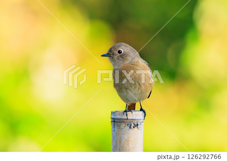 ジョビコの愛称で可愛らしい仕草が愛される冬鳥の ジョウビタキの雌 126292766