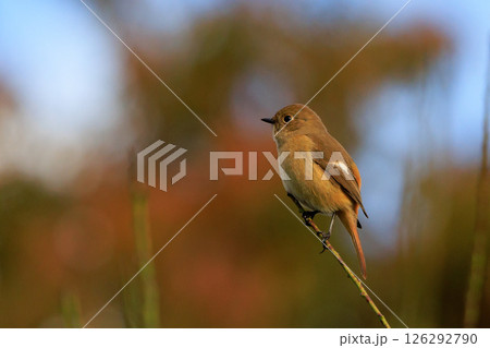ジョビコの愛称で可愛らしい仕草が愛される冬鳥の ジョウビタキの雌 126292790
