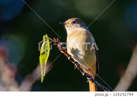 ジョビコの愛称で可愛らしい仕草が愛される冬鳥の ジョウビタキの雌 ジョビコの愛称で可愛らしい仕草が愛される冬鳥の ジョウビタキの雌 126292794