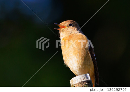ジョビコの愛称で可愛らしい仕草が愛される冬鳥の ジョウビタキの雌 ジョビコの愛称で可愛らしい仕草が愛される冬鳥の ジョウビタキの雌 126292795