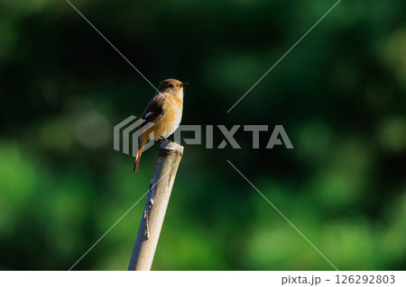 ジョビコの愛称で可愛らしい仕草が愛される冬鳥の ジョウビタキの雌 ジョビコの愛称で可愛らしい仕草が愛される冬鳥の ジョウビタキの雌 126292803