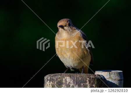 ジョビコの愛称で可愛らしい仕草が愛される冬鳥の ジョウビタキの雌 126292810