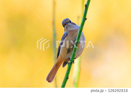 ジョビコの愛称で可愛らしい仕草が愛される冬鳥の ジョウビタキの雌 126292818