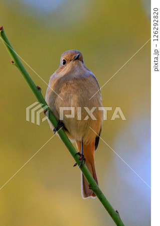 ジョビコの愛称で可愛らしい仕草が愛される冬鳥の ジョウビタキの雌 126292820