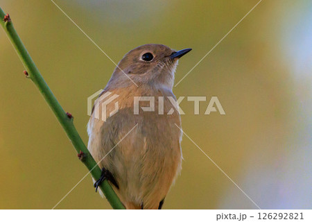 ジョビコの愛称で可愛らしい仕草が愛される冬鳥の ジョウビタキの雌 126292821
