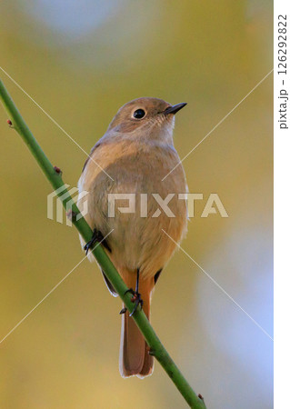 ジョビコの愛称で可愛らしい仕草が愛される冬鳥の ジョウビタキの雌 126292822