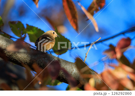 ジョビコの愛称で可愛らしい仕草が愛される冬鳥の ジョウビタキの雌 ジョビコの愛称で可愛らしい仕草が愛される冬鳥の ジョウビタキの雌 126292860
