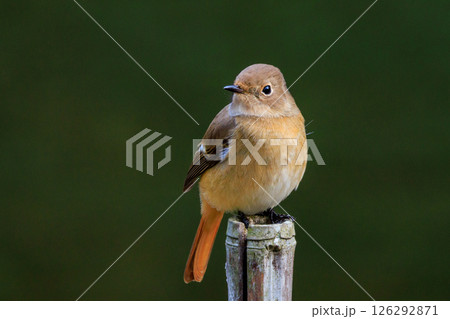 ジョビコの愛称で可愛らしい仕草が愛される冬鳥の ジョウビタキの雌 126292871