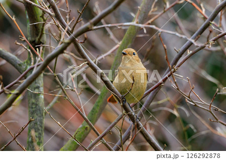 ジョビコの愛称で可愛らしい仕草が愛される冬鳥の ジョウビタキの雌 126292878