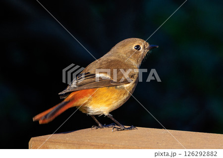 ジョビコの愛称で可愛らしい仕草が愛される冬鳥の ジョウビタキの雌 126292882