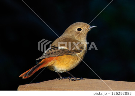 ジョビコの愛称で可愛らしい仕草が愛される冬鳥の ジョウビタキの雌 126292883