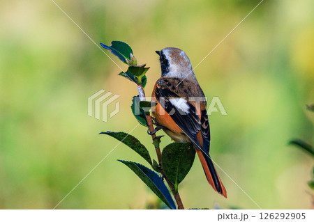 愛らしい仕草の冬鳥 ジョウビタキ 126292905