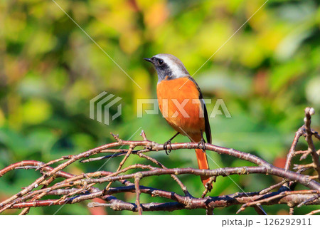 愛らしい仕草の冬鳥 ジョウビタキ 126292911