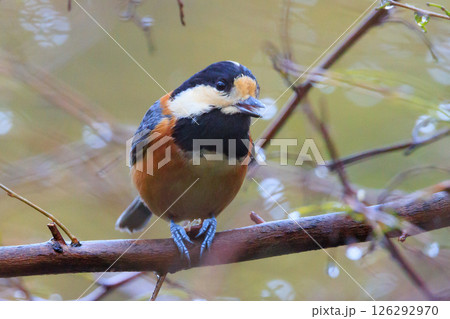鳴き真似や芸をこなす器用な鳥 ヤマガラ 126292970