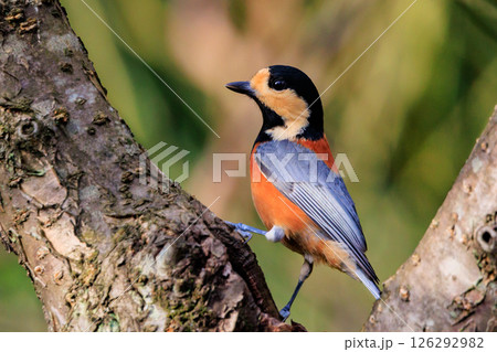 鳴き真似や芸をこなす器用な鳥 ヤマガラ 鳴き真似や芸をこなす器用な鳥 ヤマガラ 126292982