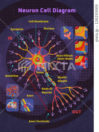 Detailed educational neuroscience diagram of neuron cell showing axon hillock dendrite structure and biology science concepts 126293009
