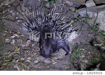 インドタテガミヤマアラシ 126293016