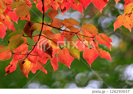 錦のように色づく公園の秋 126293037