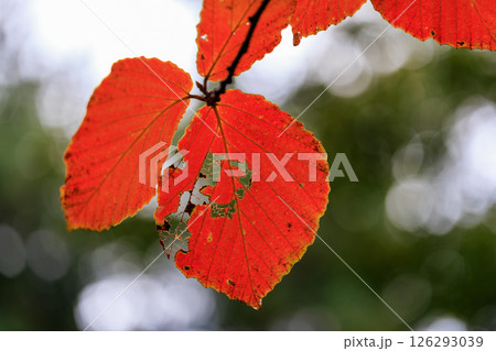 錦のように色づく公園の秋 錦のように色づく公園の秋 126293039