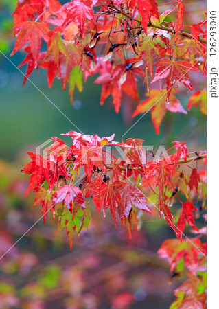 錦のように色づく公園の秋 錦のように色づく公園の秋 126293040