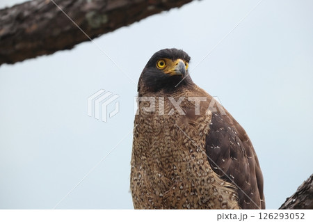 カンムリワシ 126293052